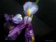 unknow artist Realistic Orchid oil